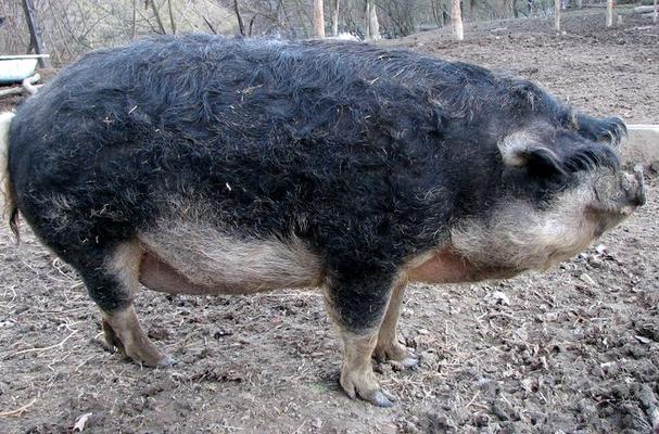 Foodista Recipes Cooking Tips And Food News Mangalitsa Foodista Recipes Cooking Tips And Food News Mangalitsa