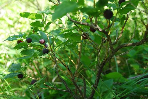 Certo blackberry jelly recipe