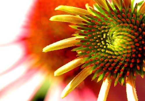 Sugarfree strawberry pie recipes