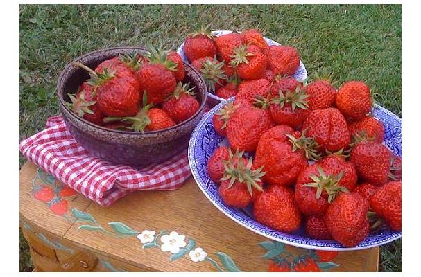 Foodista | Recipes, Cooking Tips, and Food News | Shuksan Strawberries